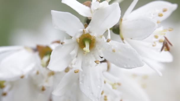 花园中的美丽的白花随风移动的选择性焦点 — 图库视频影像