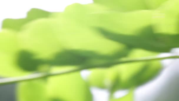 Foco Seletivo Folhas Verdes Que Movem Pelo Vento Parque — Vídeo de Stock
