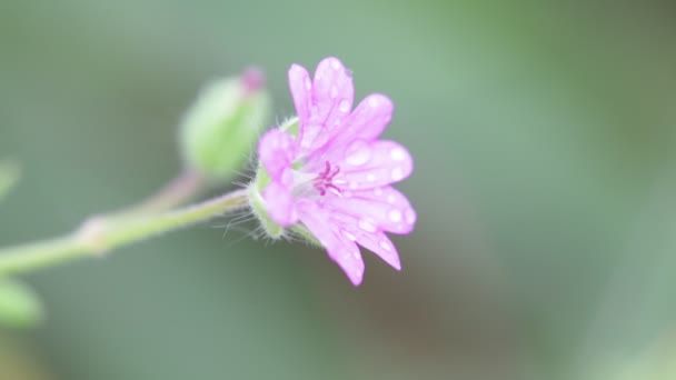 美丽的紫红色的花与水滴移动由风在花园里 — 图库视频影像