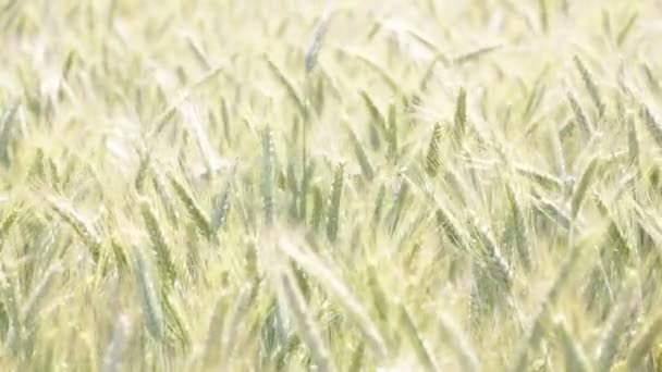 Schöne Getreidepflanzen Die Sich Bei Windigem Wetter Sonnigen Tagen Bewegen — Stockvideo