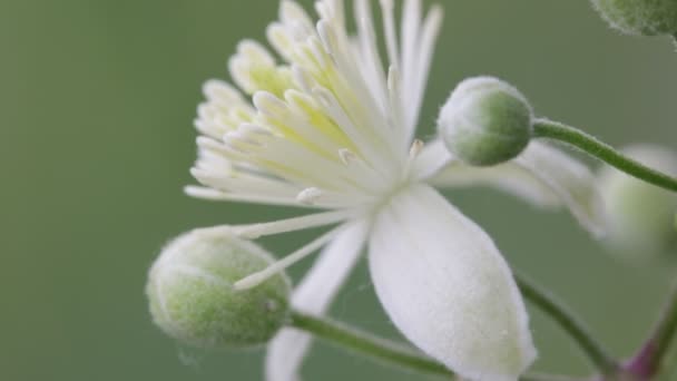 Messa Fuoco Selettiva Bel Fiore Bianco Che Muove Dal Vento — Video Stock