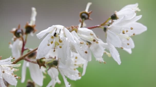 关闭美丽的白色花朵在花园里随风移动 — 图库视频影像