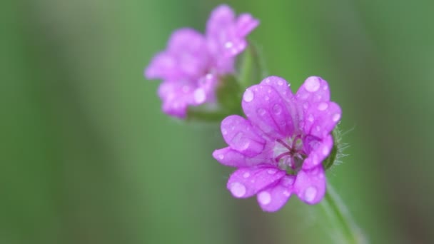 藤色の花が庭の風による移動 — ストック動画