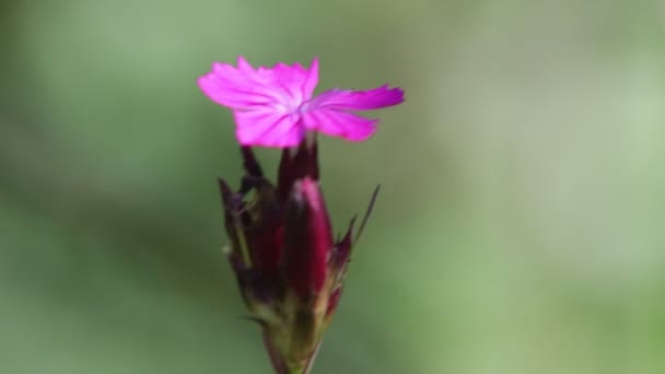 Крупным Планом Вид Красивого Фиолетового Цветка Травы Ветру Дикой Природе — стоковое видео