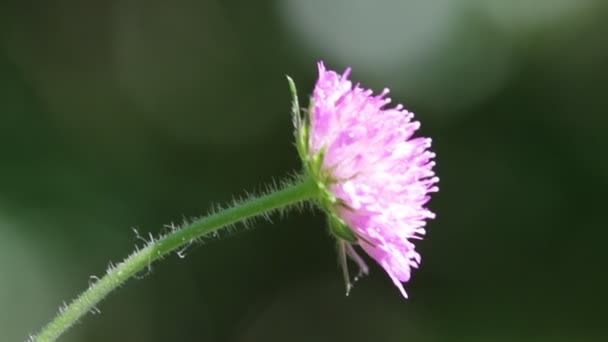 Jeden Kwiat Fiołek Ruchu Podczas Wietrznej Pogody — Wideo stockowe