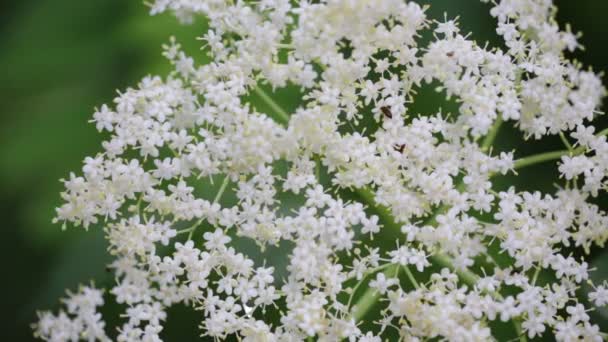 Pequeñas Flores Blancas Del Árbol Wayfaring Que Mueve Por Viento — Vídeo de stock