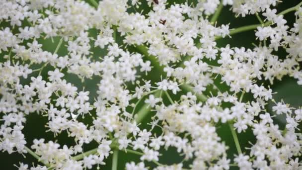 Zbliżenie Białe Kwiatuszki Drzewa Pielgrzymów Przenoszenie Przez Wiatr Ogrodzie — Wideo stockowe