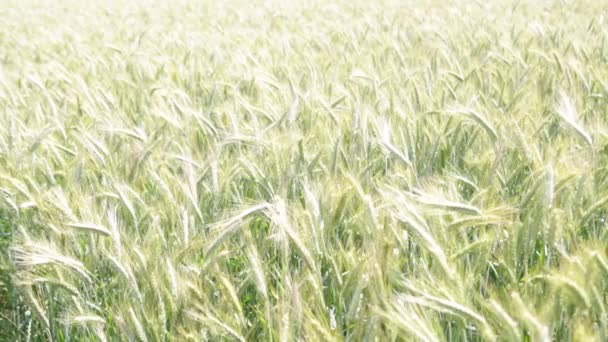 Schöne Getreidepflanzen Die Sich Bei Windigem Wetter Bewegen — Stockvideo