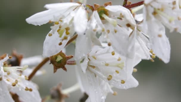 Gros Plan Belles Fleurs Blanches Déplaçant Par Vent Dans Jardin — Video