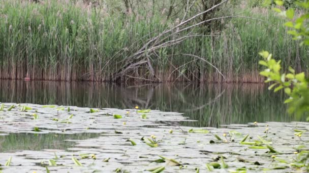 Красивый Пруд Спокойной Водой Зелеными Деревьями Живописный Природный Фон — стоковое видео