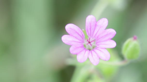 Vista Superior Flor Malva Moviéndose Por Viento Jardín — Vídeos de Stock