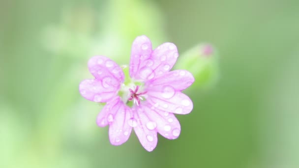 紫红色的花与水滴在花园里随风移动 — 图库视频影像