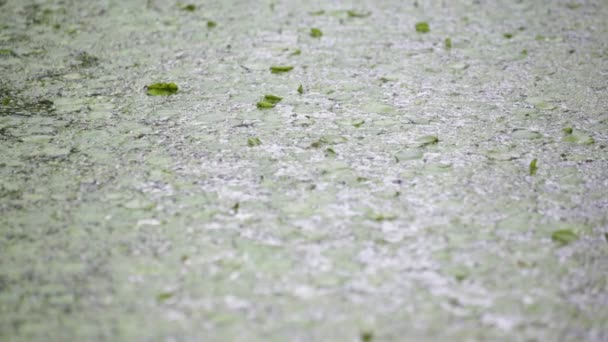 Enfoque Selectivo Estanque Con Hojas Verdes — Vídeos de Stock