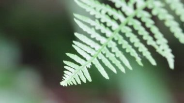 fern yaprak arka plan bulanık Park'ta yakın çekim