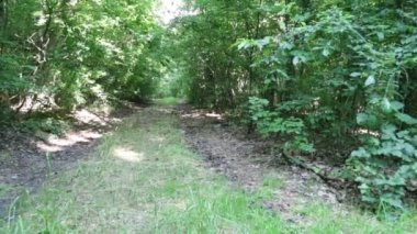 Orman iz ve güneşli gün ağaçlara İtalya