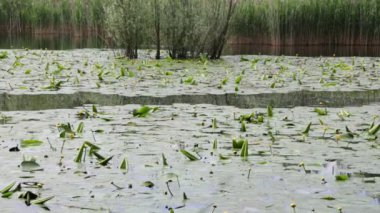 sakin su ve yeşil ağaçlar, doğal doğal arka plan güzel gölet