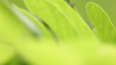 yeşil seçici odak hareketli rüzgar Park tarafından terk