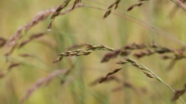 bitkilerin rüzgarlı hava açık havada sırasında taşıma sapları