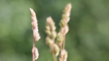 bitkilerin rüzgarlı havalarda taşıma sapları