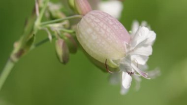 Yaprakları rüzgar soyut arka plan ve ışık görüntü