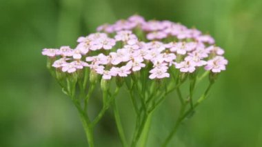 yeşil arka plan bulanık küçük hafif pembe çiçekler