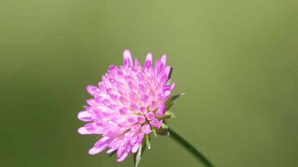 Крупным Планом Вид Красивого Фиолетового Цветка Травы Ветру Дикой Природе — стоковое видео