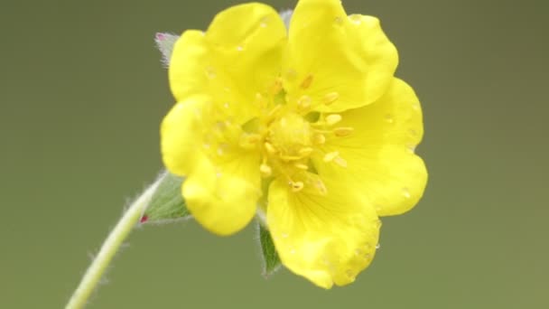 Blossoming Yellow Flower Moving Wind Field — Stock Video
