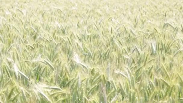 Schöne Getreidepflanzen Die Sich Bei Windigem Wetter Bewegen — Stockvideo