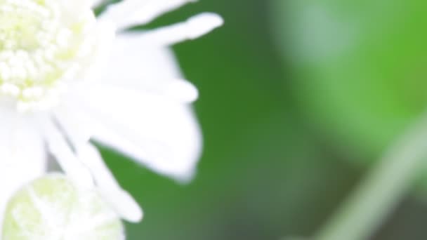 美丽的白花在花园里随风移动的选择性焦点 — 图库视频影像
