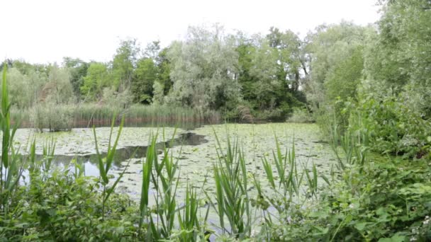 Bellissimo Stagno Con Acqua Calma Alberi Verdi Sfondo Naturale Panoramico — Video Stock