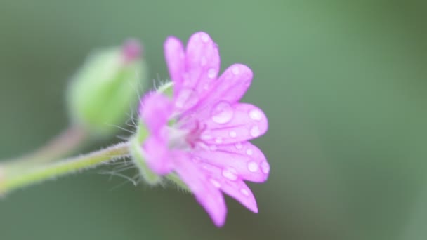 一个紫红色的花与水滴在庭院里随风移动 — 图库视频影像