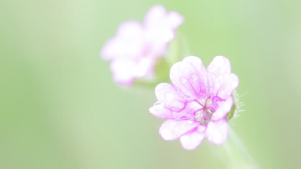 Бузкові Квіти Рухаються Вітром Саду Світло Зеленому Фоні — стокове відео