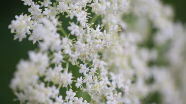 Krásné Bílé Malé Květy Putování Větve Větrem Zahradě — Stock video