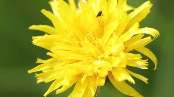 Закрыть Красивый Желтый Цветок Одуванчика Движущийся Ветру Диком Зеленом Поле — стоковое видео