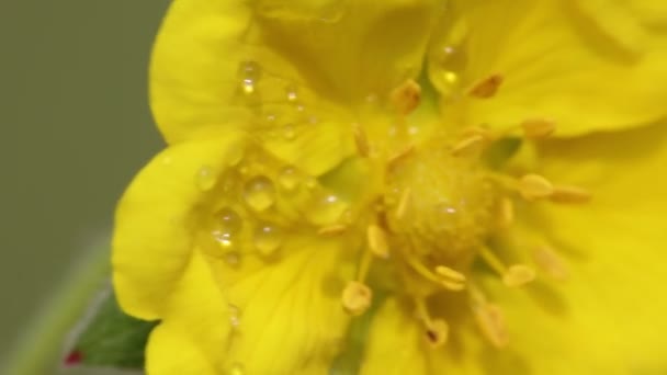 Жовта Квітка Краплями Води Рухаються Вітром Полі — стокове відео