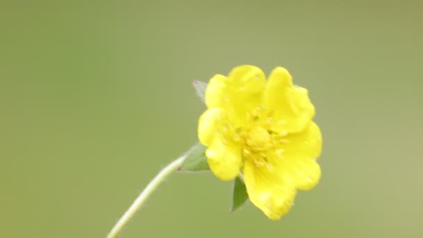 Blossoming Yellow Flower Moving Wind Field — Stock Video