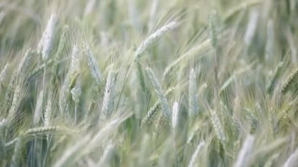 Hermosas Plantas Cereales Que Mueven Durante Tiempo Ventoso — Vídeo de stock