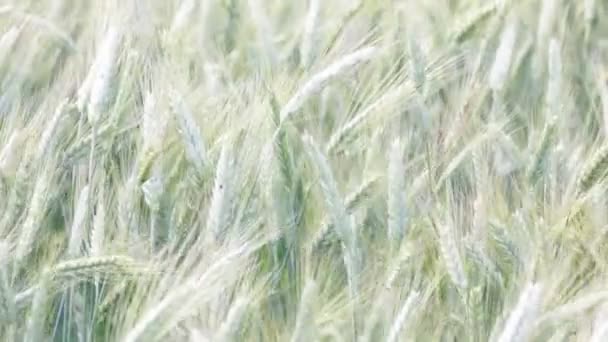 Schöne Getreidepflanzen Die Sich Bei Windigem Wetter Bewegen — Stockvideo