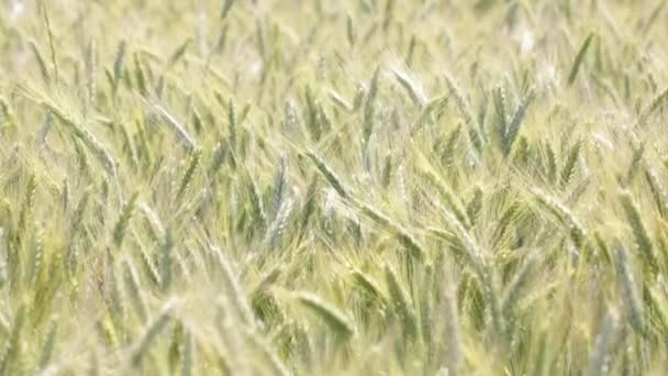 Красивые Зерновые Растения Движутся Ветреную Погоду — стоковое видео