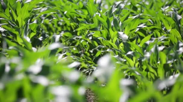 田舎で農場で緑の美しいトウモロコシ畑 — ストック動画