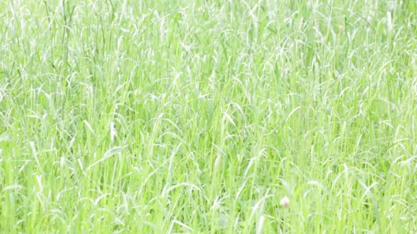 Vue Rapprochée Beau Fond Naturel Avec Herbe Dans Vent — Video