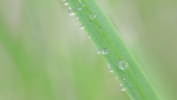 Close Uitzicht Prachtige Groen Gras Gras Wind Natuurlijke Achtergrond — Stockvideo