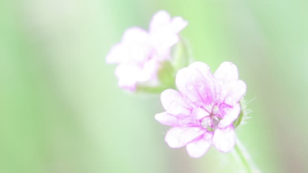 Luce Fiori Malva Che Muovono Dal Vento Giardino — Video Stock