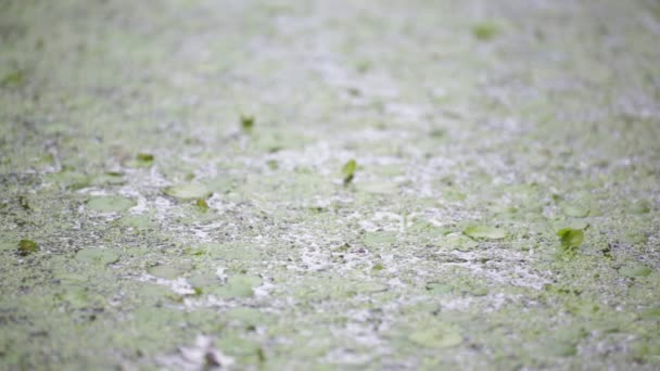 Enfoque Selectivo Estanque Con Hojas Verdes — Vídeos de Stock