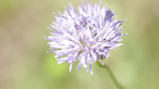 Rüzgarlı Havalarda Hareketli Bir Menekşe Çiçek — Stok video