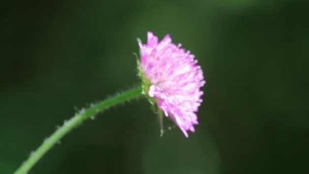 Vue Rapprochée Belle Fleur Violette Herbe Vent Dans Nature — Video