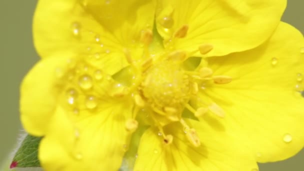 黄色的花与水滴在田野里随风移动 — 图库视频影像