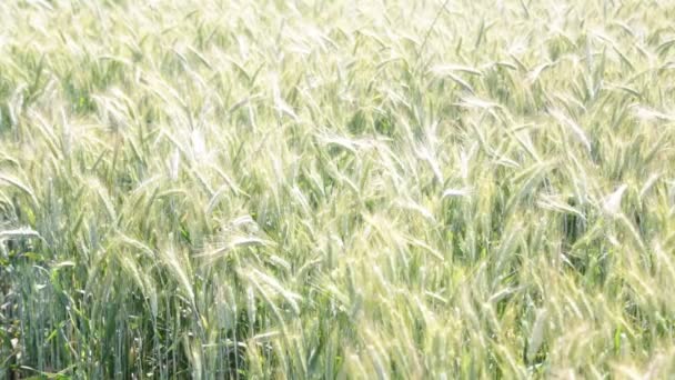 Schöne Getreidepflanzen Die Sich Bei Windigem Wetter Mit Sonnenlicht Bewegen — Stockvideo