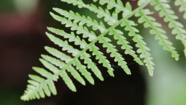 美丽的蕨类植物叶在公园模糊的背景 — 图库视频影像