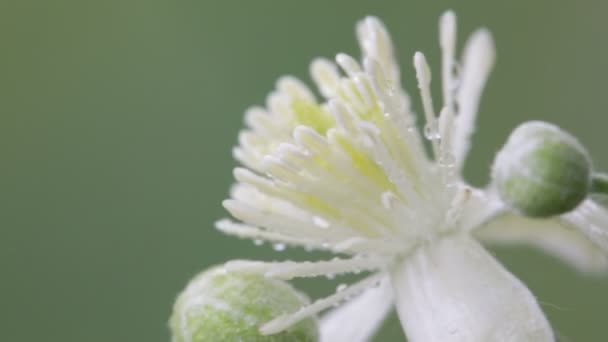 Schöne Weiße Blume Mit Wassertropfen Die Sich Garten Durch Den — Stockvideo